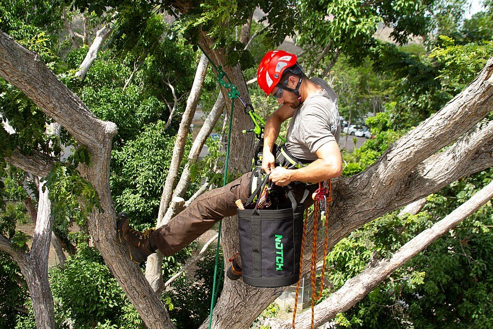 Arborist climbing a tree with a safety harness and helmet